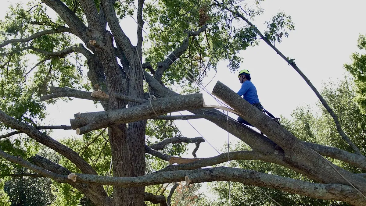 Professional Crown Thinning performed by certified arborists in Herod