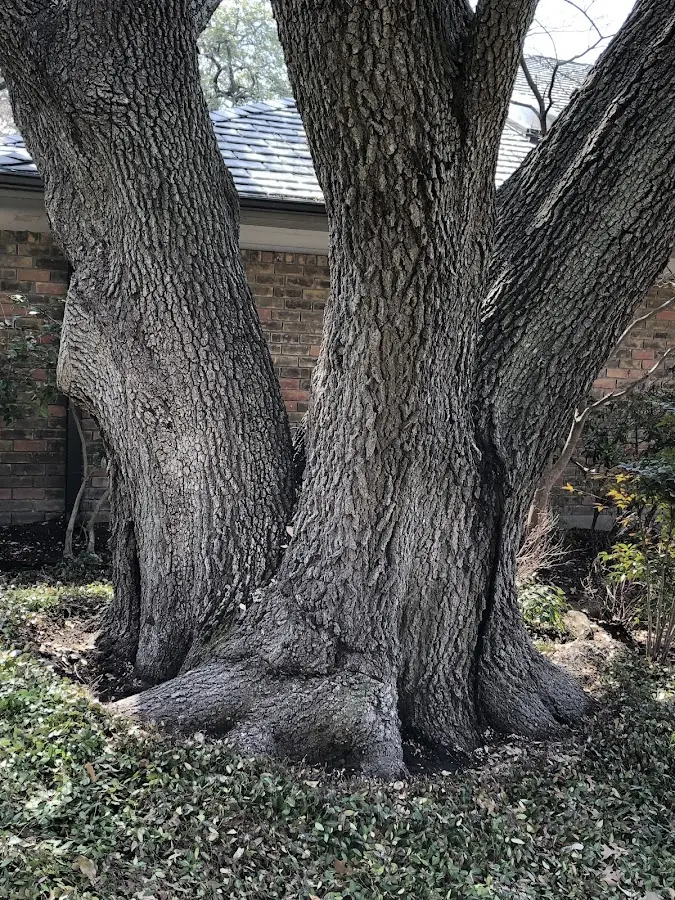 Mature heritage tree close to a Herod property cared for by certified arborists